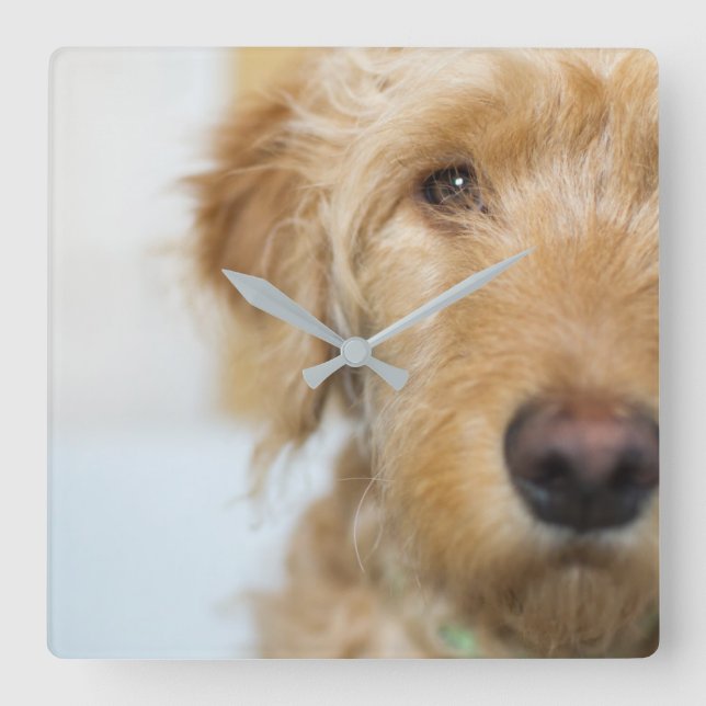 Goldendoodle Puppy Closeup Fyrkantig Klocka (Framsida)