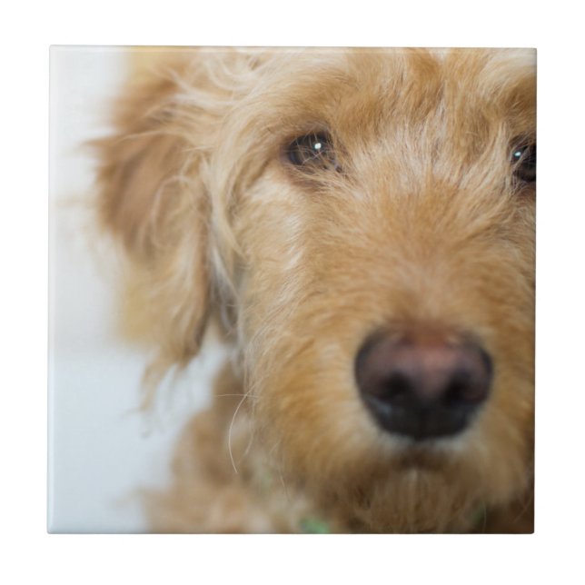 Goldendoodle Puppy Closeup Kakelplatta (Framsidan)