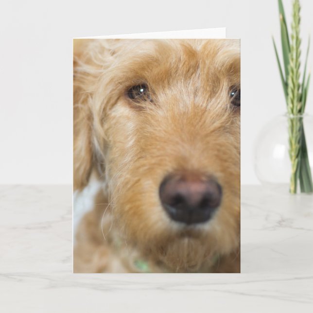 Goldendoodle Puppy Closeup Kort (Framsida)