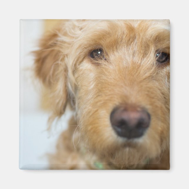 Goldendoodle Puppy Closeup Magnet (Framsidan)