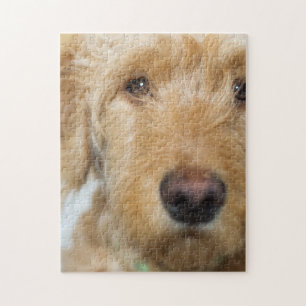 Goldendoodle Puppy Closeup Pussel