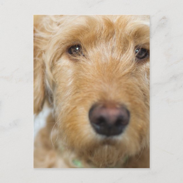 Goldendoodle Puppy Closeup Vykort (Framsida)