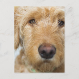 Goldendoodle Puppy Closeup Vykort
