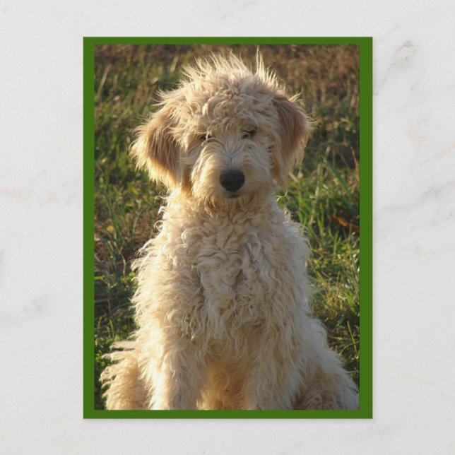 Goldendoodle Puppy Hund Blank Hälsning vykort (Framsida)