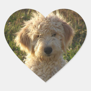 Goldendoodle Puppy Hund Sticker / Etikett