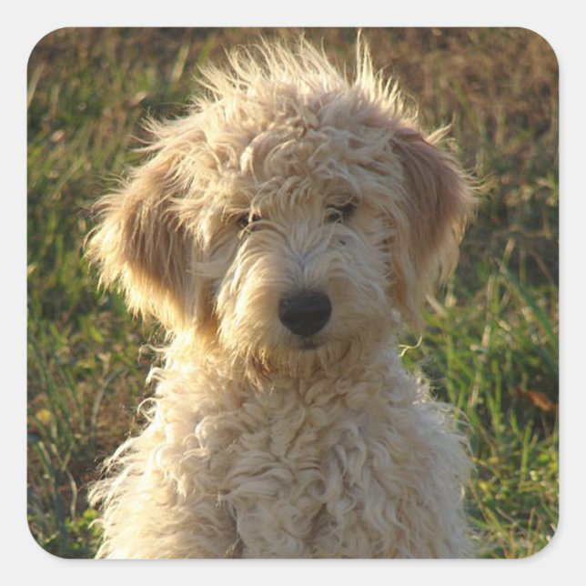 Goldendoodle Puppy Hund Sticker / Etikett (Framsida)