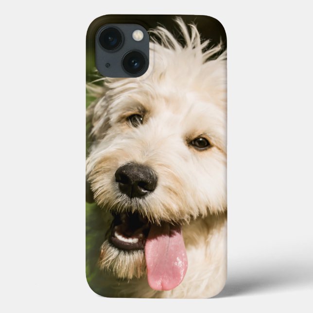 Goldendoodle Puppy Panting (Baksida)