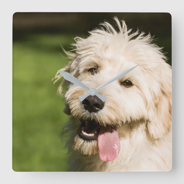 Goldendoodle Puppy Panting Fyrkantig Klocka (Framsida)