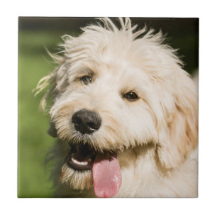 Goldendoodle Puppy Panting Kakelplatta
