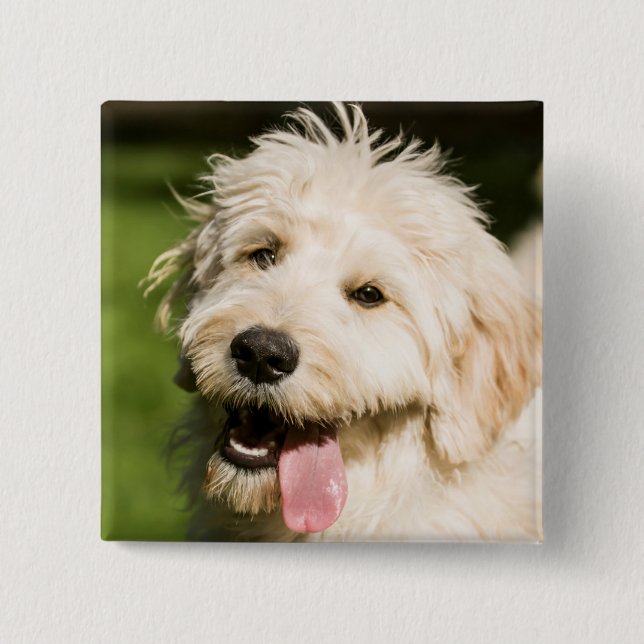 Goldendoodle Puppy Panting Knapp (Framsida)