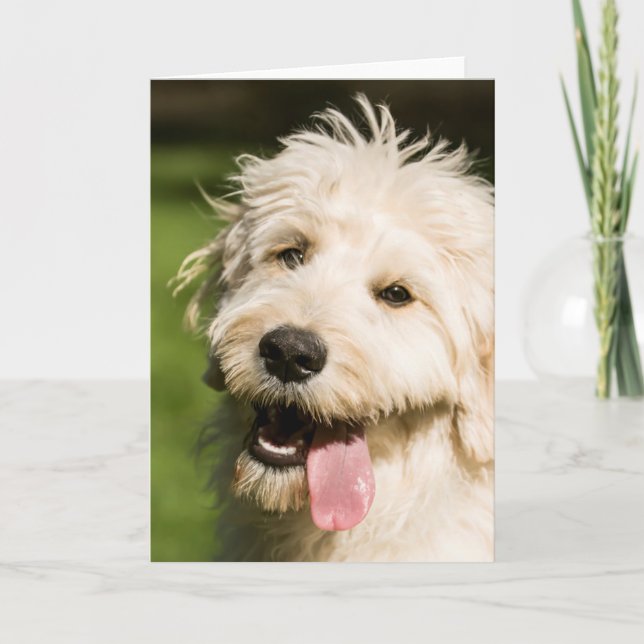 Goldendoodle Puppy Panting Kort (Framsida)