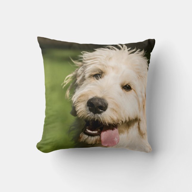 Goldendoodle Puppy Panting Kudde (Framsida)