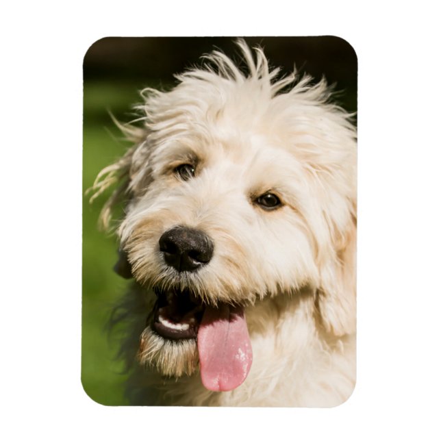 Goldendoodle Puppy Panting Magnet (Vertikal)