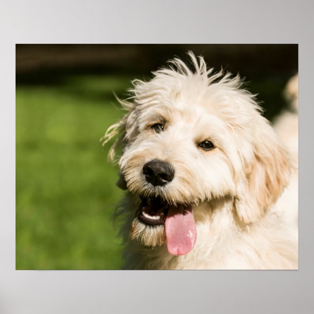 Goldendoodle Puppy Panting Poster (Framsidan)