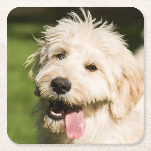 Goldendoodle Puppy Panting Underlägg Papper Kvadrat (Framsidan)