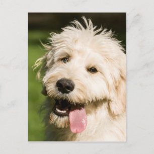 Goldendoodle Puppy Panting Vykort