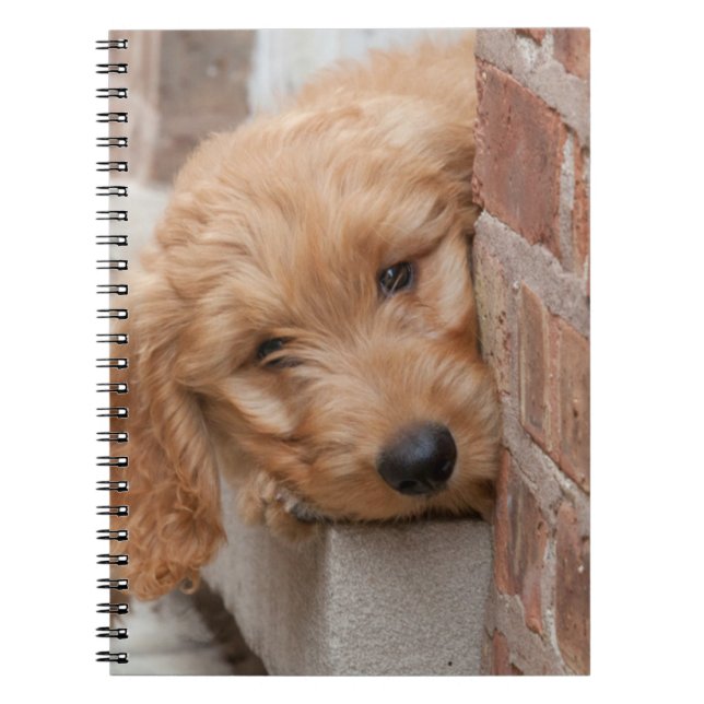 Goldendoodle Puppy Peeking Anteckningsbok (Framsidan)