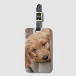 Goldendoodle Puppy Peeking Bagagebricka