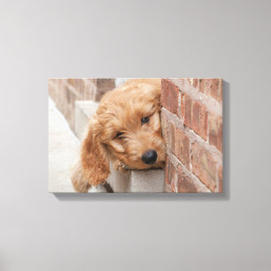 Goldendoodle Puppy Peeking Canvastryck