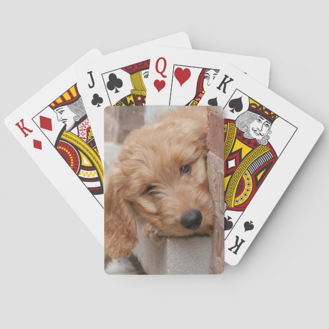 Goldendoodle Puppy Peeking Casinokort (Baksidan)