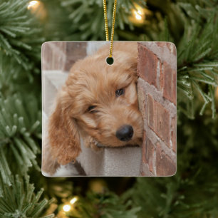 Goldendoodle Puppy Peeking Julgransprydnad Keramik