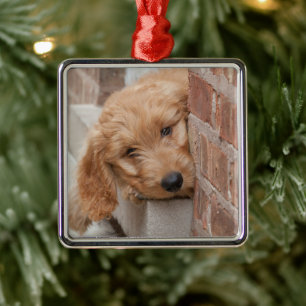 Goldendoodle Puppy Peeking Julgransprydnad Metall