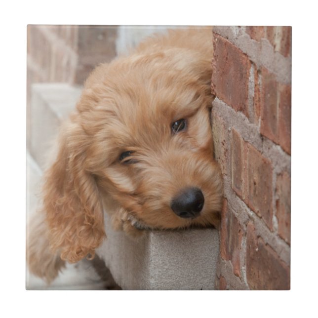 Goldendoodle Puppy Peeking Kakelplatta (Framsidan)