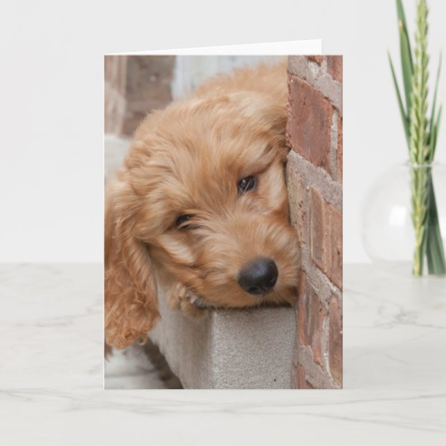 Goldendoodle Puppy Peeking Kort (Framsida)