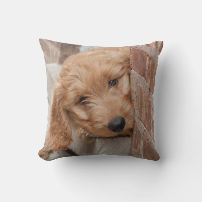 Goldendoodle Puppy Peeking Kudde (Framsida)