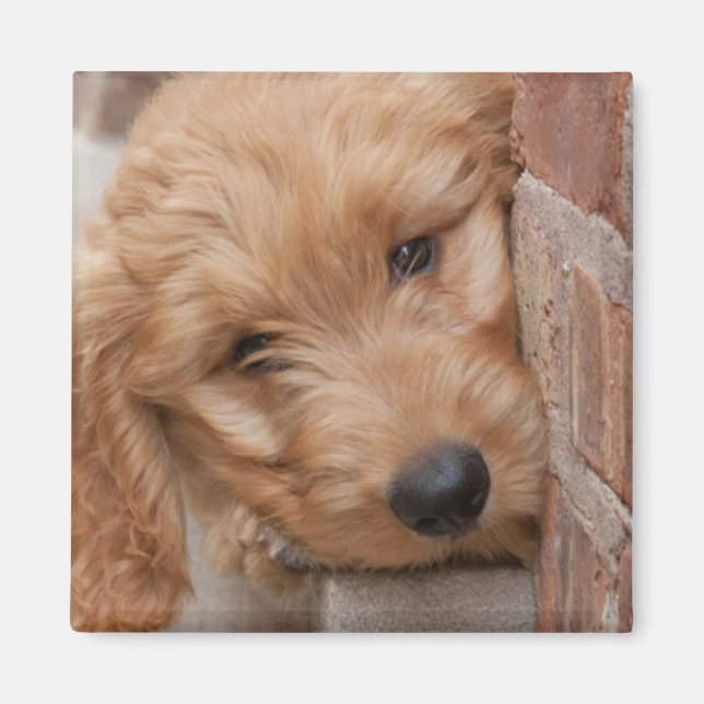 Goldendoodle Puppy Peeking Magnet (Framsidan)