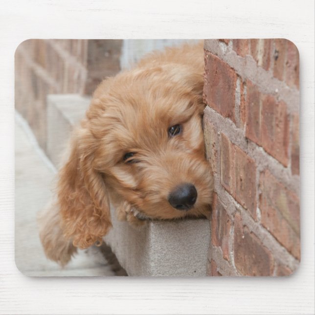Goldendoodle Puppy Peeking Musmatta (Framsidan)