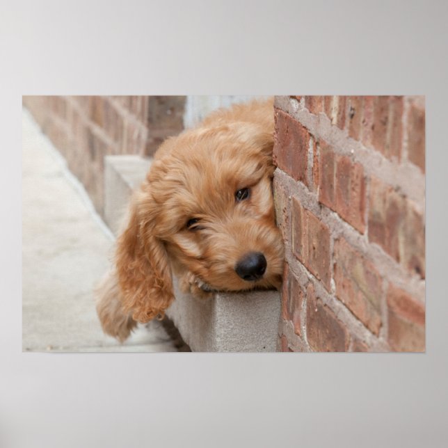 Goldendoodle Puppy Peeking Poster (Framsidan)