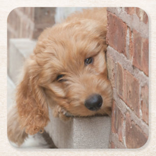 Goldendoodle Puppy Peeking Underlägg Papper Kvadrat