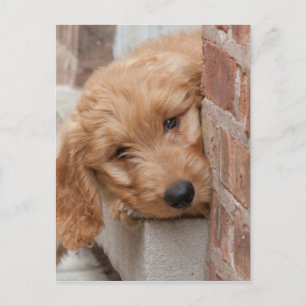 Goldendoodle Puppy Peeking Vykort