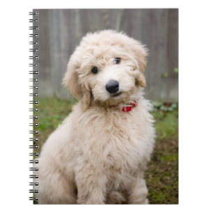Goldendoodle Puppy Sits in Gran Anteckningsbok
