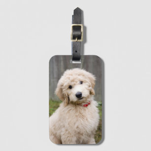 Goldendoodle Puppy Sits in Gran Bagagebricka