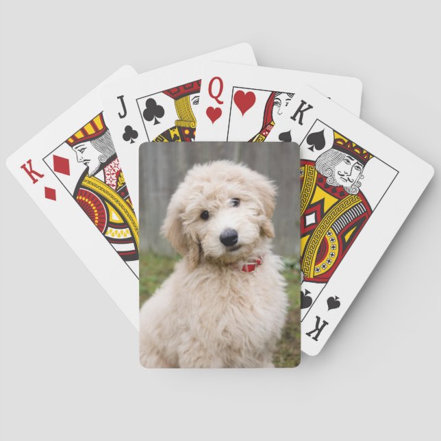 Goldendoodle Puppy Sits in Gran Casinokort (Baksidan)