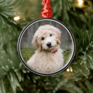 Goldendoodle Puppy Sits in Gran Julgransprydnad Metall