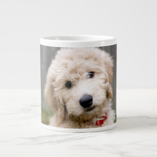 Goldendoodle Puppy Sits in Gran Jumbo Mugg