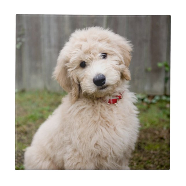 Goldendoodle Puppy Sits in Gran Kakelplatta (Framsidan)