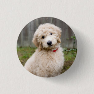 Goldendoodle Puppy Sits in Gran Knapp