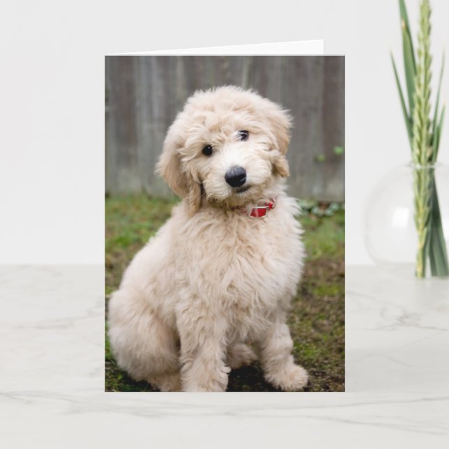Goldendoodle Puppy Sits in Gran Kort (Framsida)