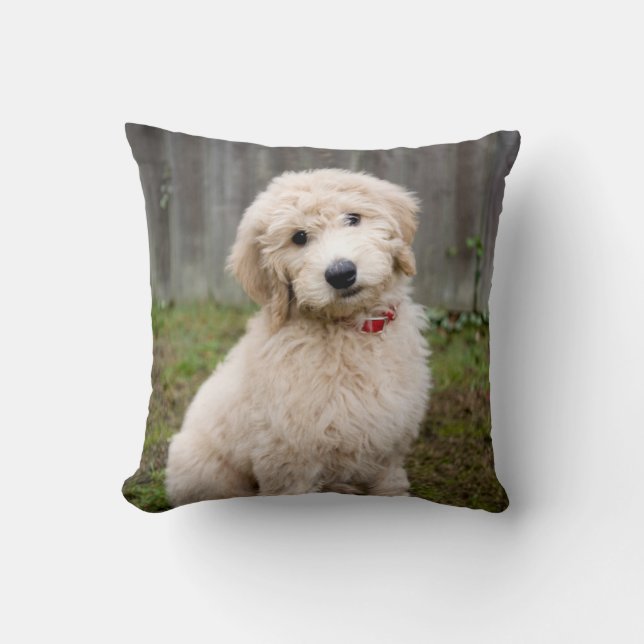 Goldendoodle Puppy Sits in Gran Kudde (Framsida)