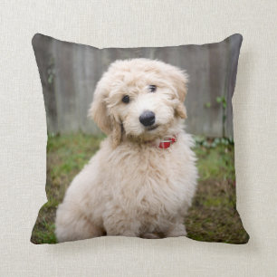 Goldendoodle Puppy Sits in Gran Kudde