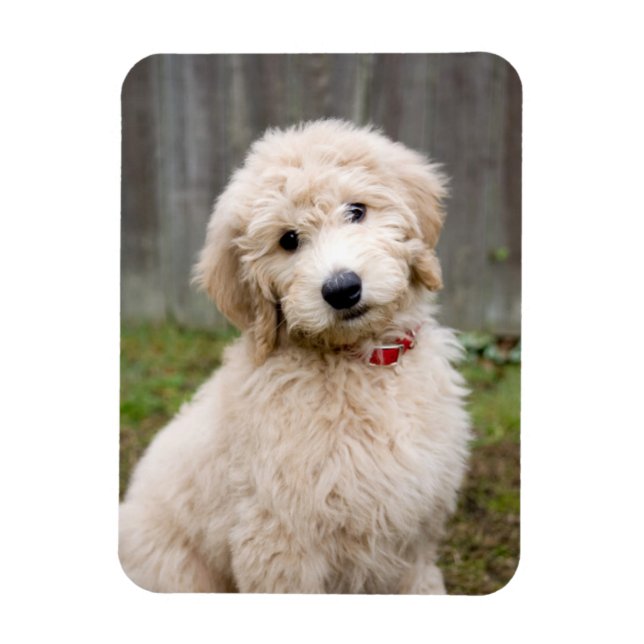 Goldendoodle Puppy Sits in Gran Magnet (Vertikal)