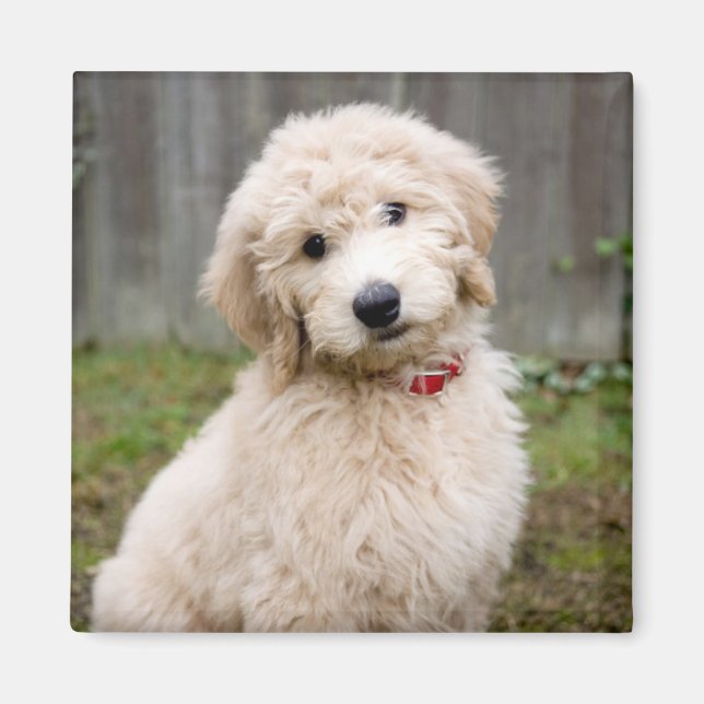 Goldendoodle Puppy Sits in Gran Magnet (Framsidan)