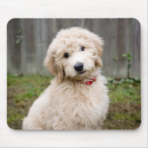 Goldendoodle Puppy Sits in Gran Musmatta