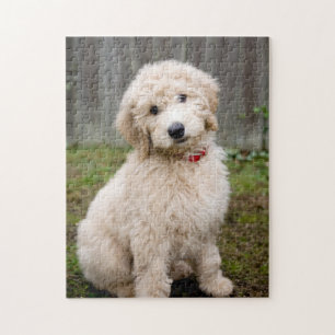 Goldendoodle Puppy Sits in Gran Pussel