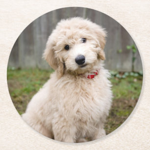 Goldendoodle Puppy Sits in Gran Underlägg Papper Rund