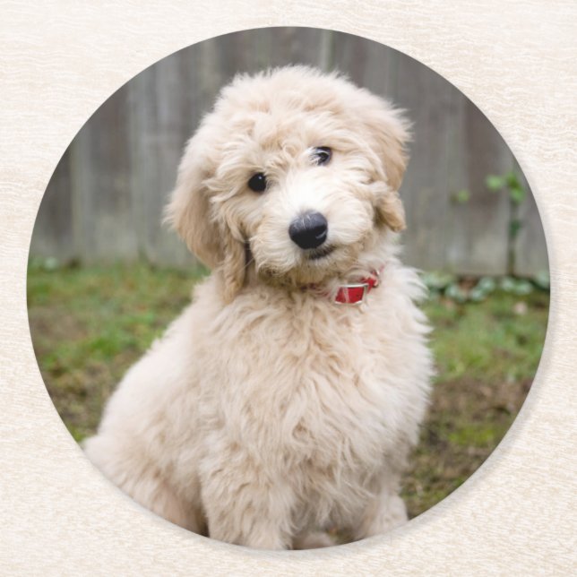 Goldendoodle Puppy Sits in Gran Underlägg Papper Rund (Framsidan)